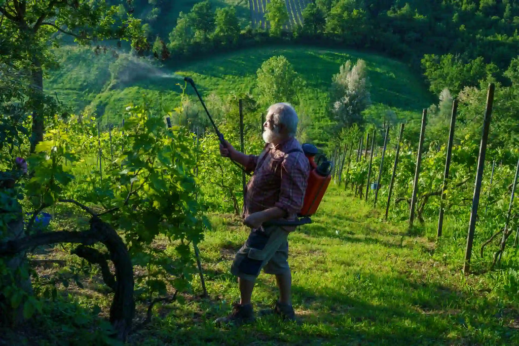 ¿Cómo prevenir el mildiu? (con calendario incluido)