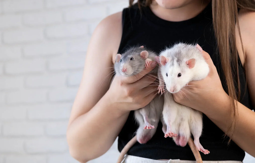 Control de roedores en casa: detecta, prevén y elimina