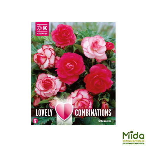 Kapiteyn Bulbos Combinados de BEGONIA Doble Rosa y Blanca