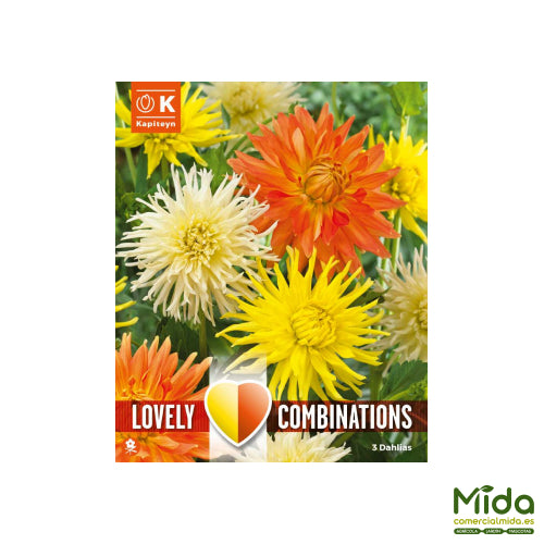 Kapiteyn Bulbos Combinados de DAHLIA CACTUS Naranja, Amarilla y Tonos Blancos