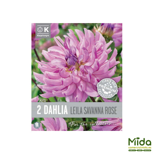 Kapiteyn Bulbos de DAHLIA CACTUS LEILA SAVANNAH ROSE, Rosa de la Sabana