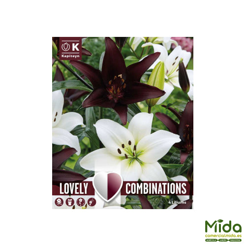 Kapiteyn Bulbos Combinados de LRIOS ASIATICOS Blancos y Negros