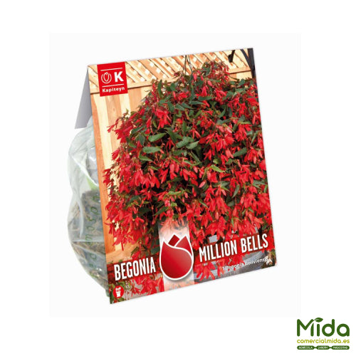 Bolsa de Bulbos de Kapiteyn BEGONIA BOLIVIENSIS 
o BOLICIANA Millones de campanas