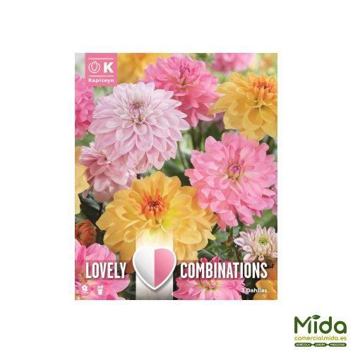 Kapiteyn Bulbos Combinados de DAHLIA DECORATIVA Tonos Suaves o Pastel