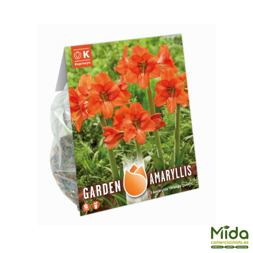 Bolsa de Bulbos Kapiteyn AMARYLLIS REINA NARANJA o REINA DE JARDÍN