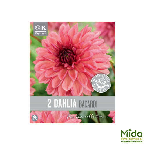 Kapiteyn Bulbos de DAHLIA DECORATIVA BACARDI