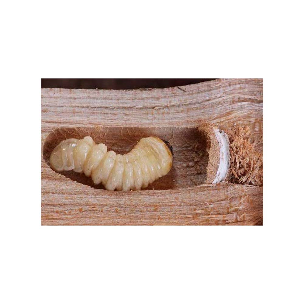 CORPOL Matacarcoma tratamiento para madera – Comercial Mida